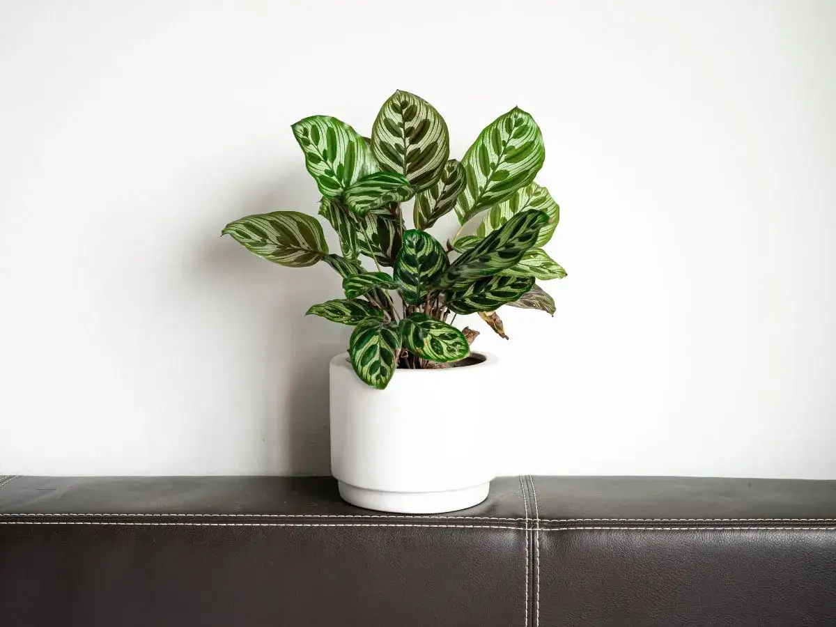 Kwiat calathea w białej doniczce na ciemnej kanapie, z białym tłem. Liście rośliny mają zielono-białe wzory.