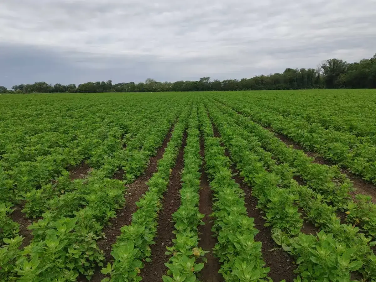 Vasto campo di quinoa pianta, ordinatamente piantata in file sotto un cielo nuvoloso.