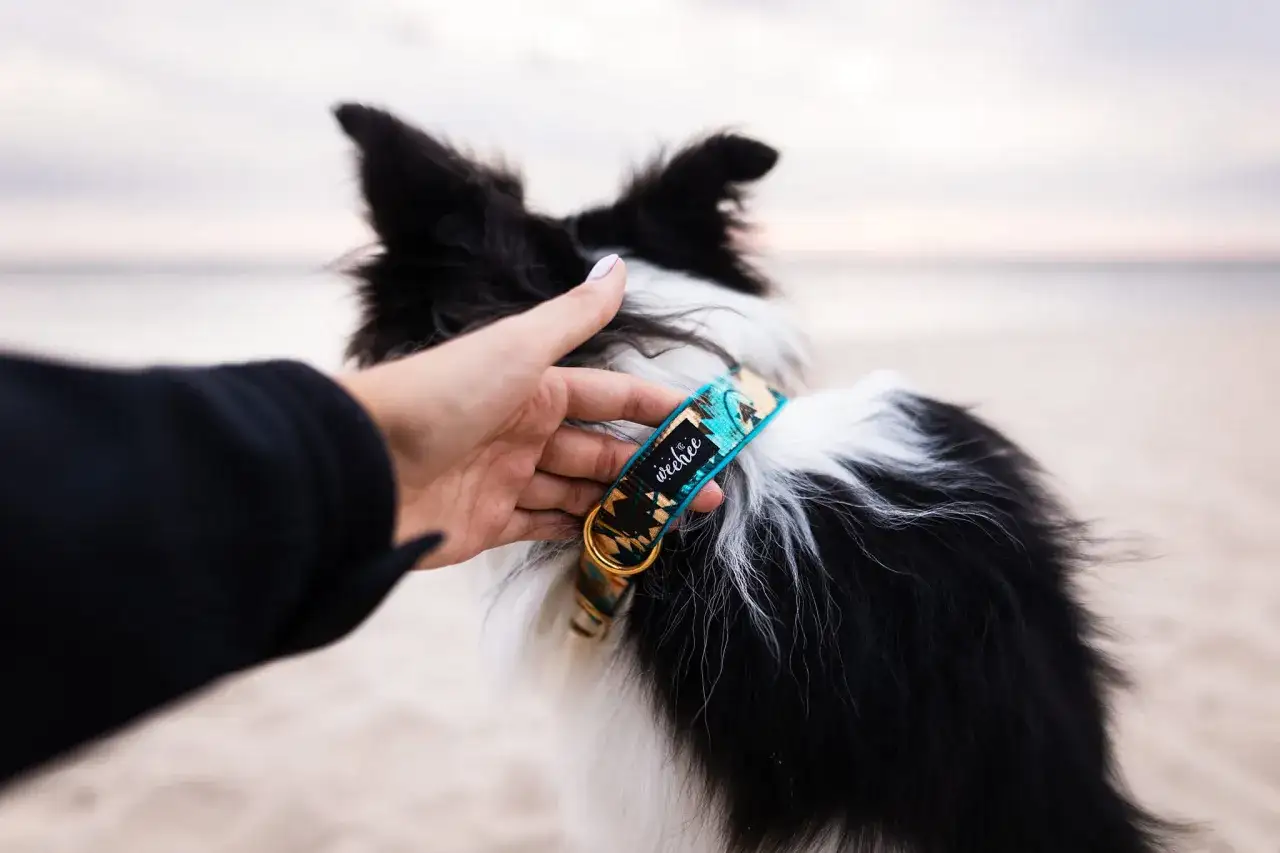 Piękny border collie w ozdobnych szelkach z motywem plemiennym, gotowy na spacer.