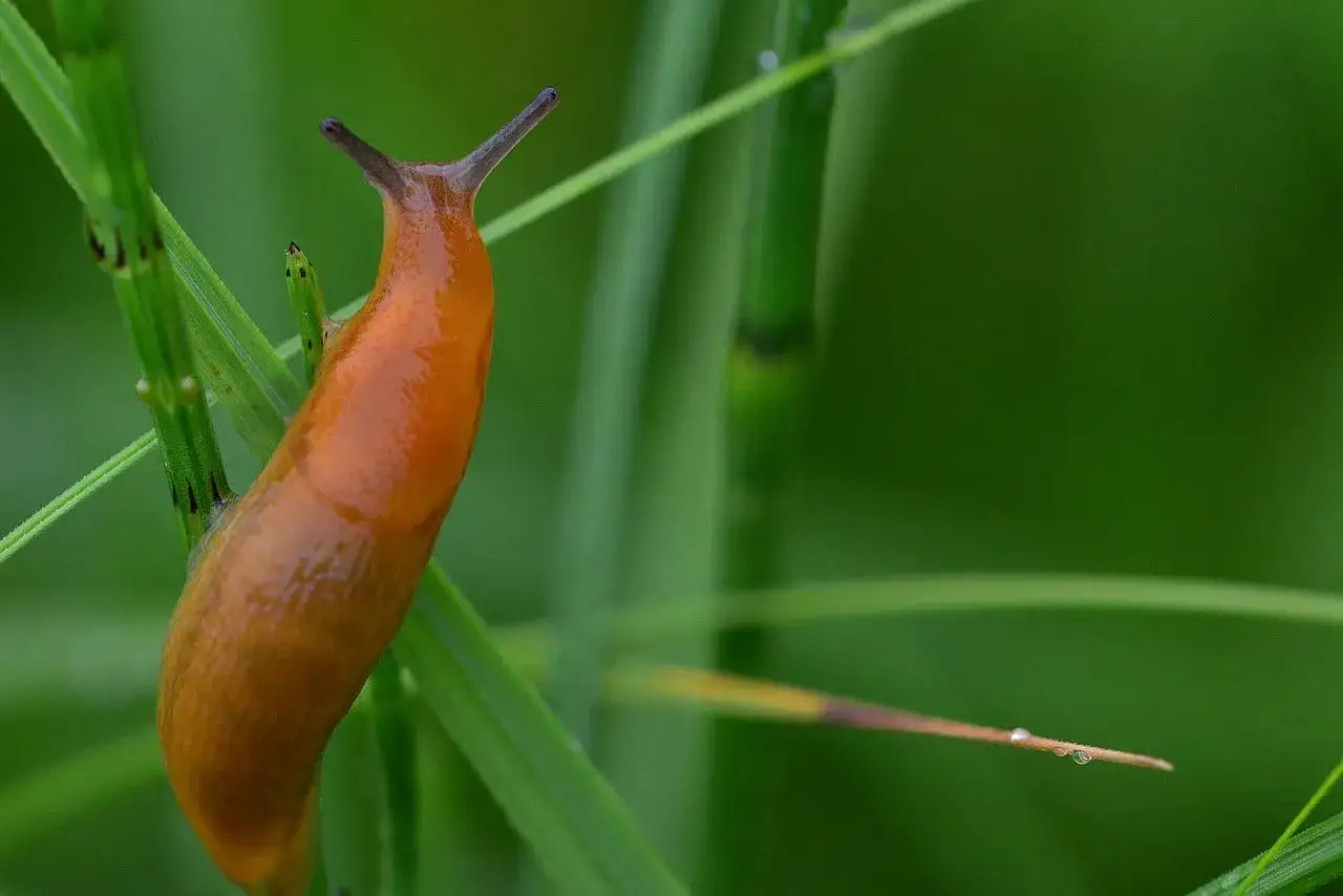 Une limace orange grimpe sur une tige d'herbe verte. Une invasion de limaces, pourquoi tant de dégâts ?