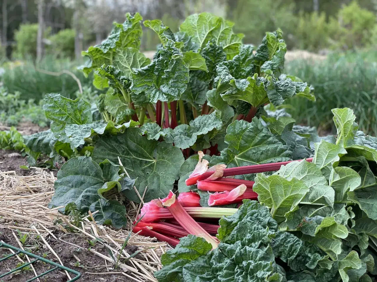 Nyskördade, röda rabarberstjälkar ligger bland stora gröna blad. En härlig syn för den som vill plocka rabarber till paj.