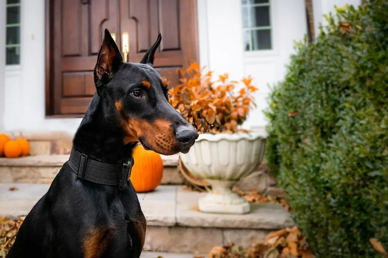 Doberman, jeden z najlepszych psów obronnych, czujnie strzeże posesji.