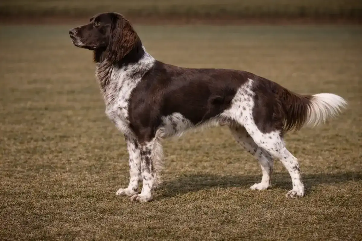 Ein stolzer deutsch langhaar Hund steht auf einer Wiese. Sein braun-weiß geflecktes Fell und die langen Ohren sind gut erkennbar.