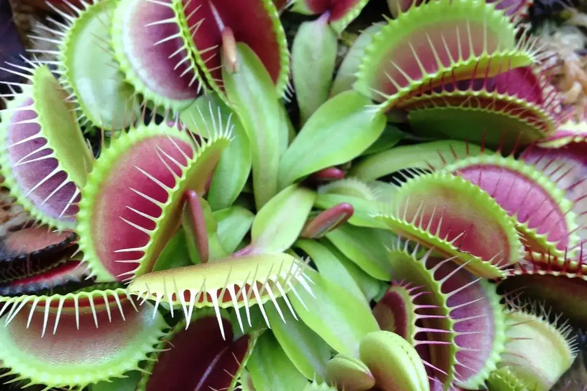 Pianta carnivora dionea, con trappole verdi e rosse, pronta a catturare insetti. La cura è fondamentale per la sua sopravvivenza.