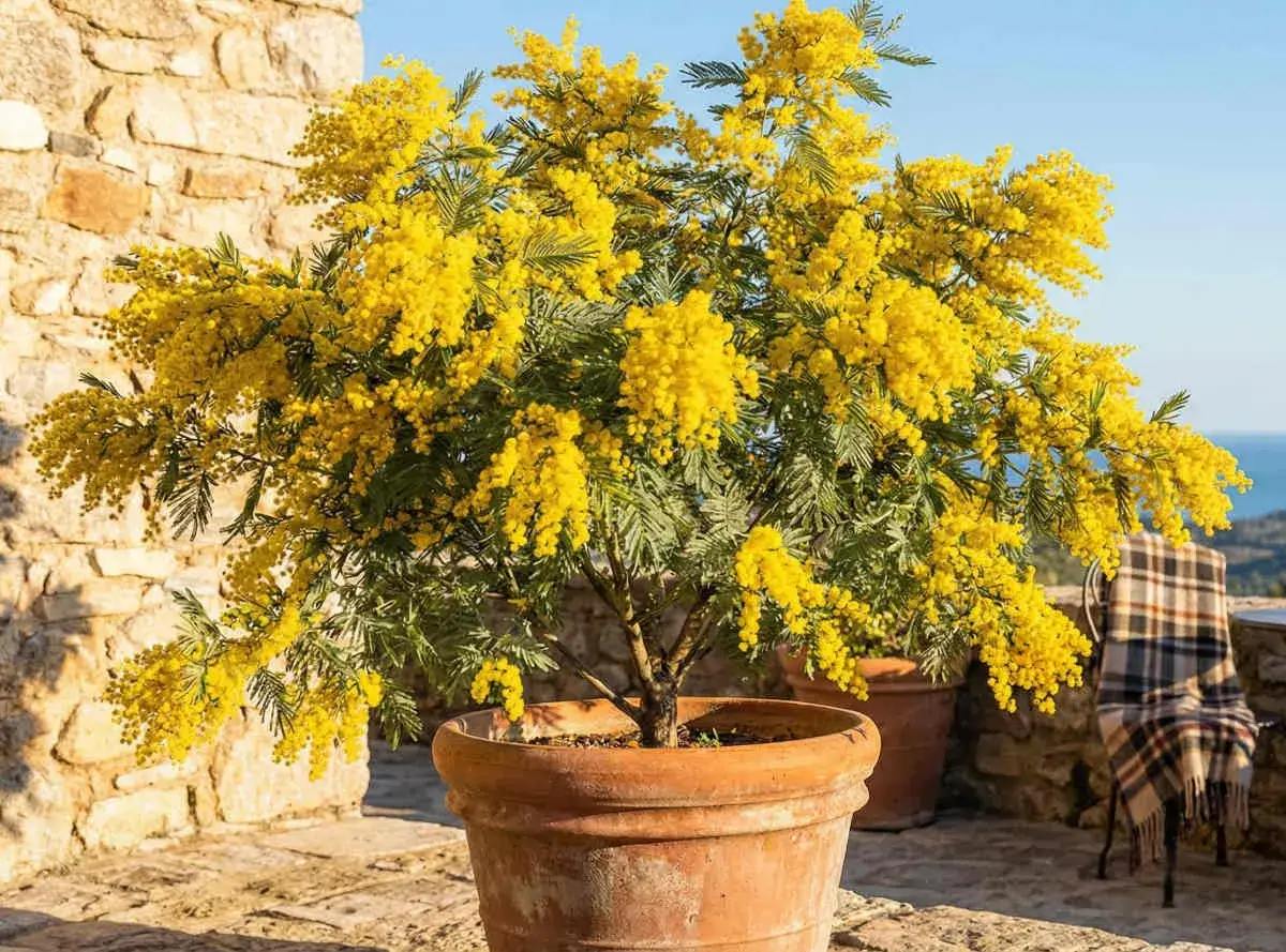 Un mimosa éclatant de jaune, prêt à être planté, sur une terrasse en pierre.