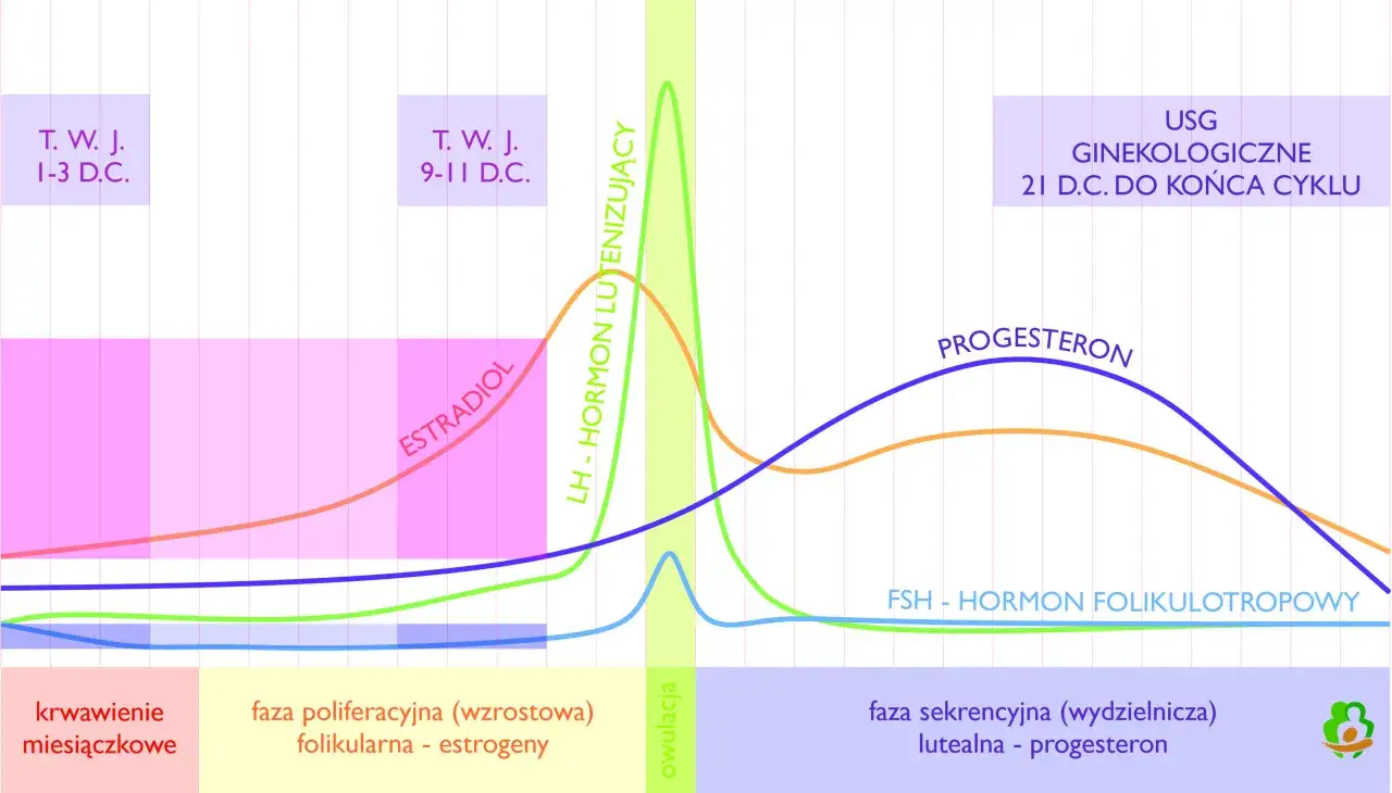 Wykres cyklu menstruacyjnego. Pokazuje poziomy hormonów: estrogenu, LH, FSH i progesteronu. Jak zbadać progesteron? Sprawdź fazę lutealną.