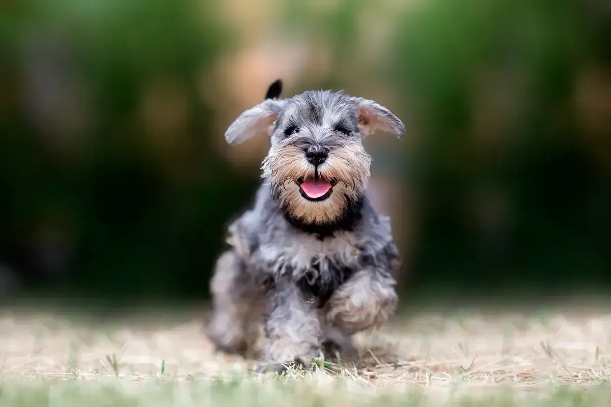 Un alegre schnauzer mini corre feliz por el césped, con la lengua fuera y las orejas al viento.