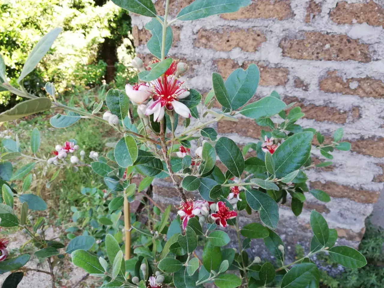 Fiori di feijoa, una pianta che dopo pochi anni fruttifica, con petali bianchi e rossi e foglie verdi brillanti.