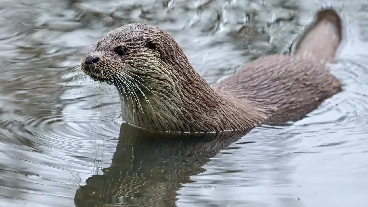 Ein Otter schwimmt im Wasser. Ja, es gibt Otter in Deutschland, und dieses Tier ist ein sch&ouml;nes Beispiel daf&uuml;r.