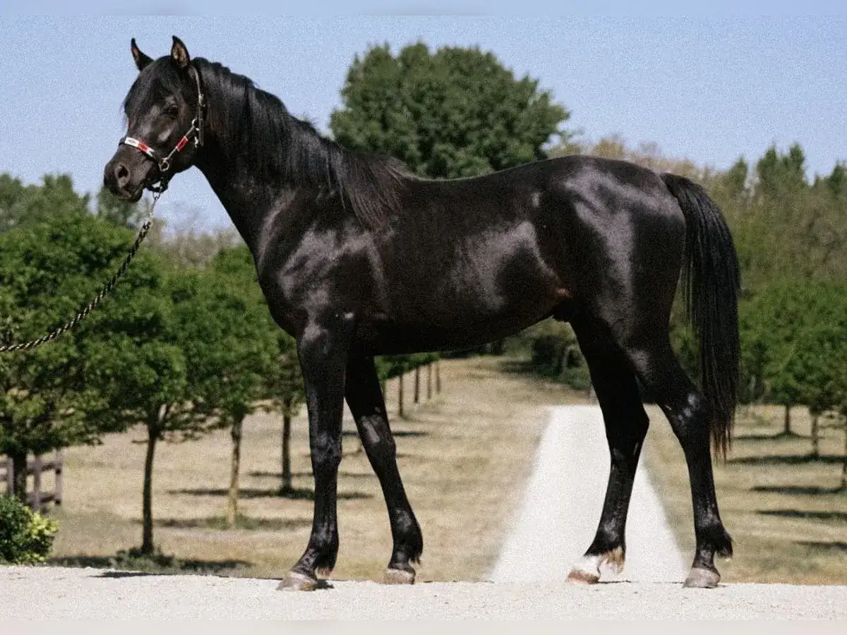 Magnifique étalon noir, saillie pur sang arabe, se tient fièrement sur un chemin bordé d'arbres.