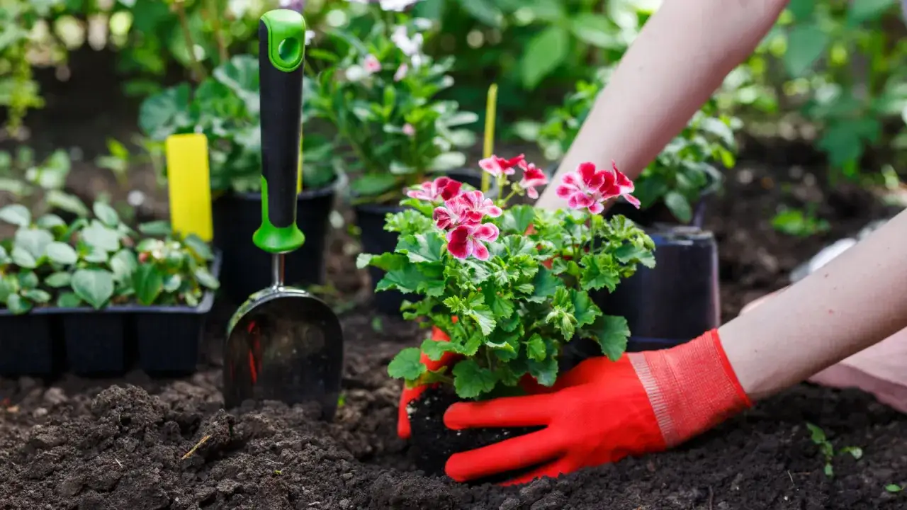 Ręce w czerwonych rękawiczkach sadzą pelargonie. Idealny czas, kiedy sadzić pelargonie, to wiosna.