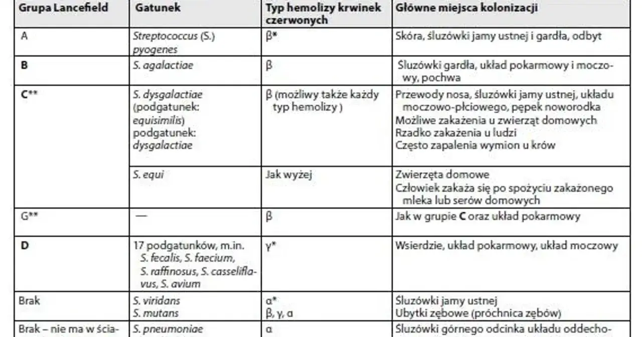 Tabela klasyfikuje paciorkowce według grup Lancefield, gatunków, typu hemolizy i miejsc kolonizacji.