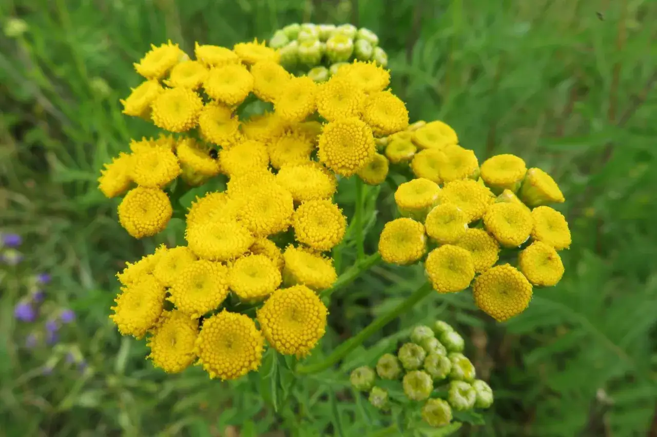 Gros plan sur une grappe de fleurs jaunes vives, une plante anti pucerons aux multiples petits capitules.