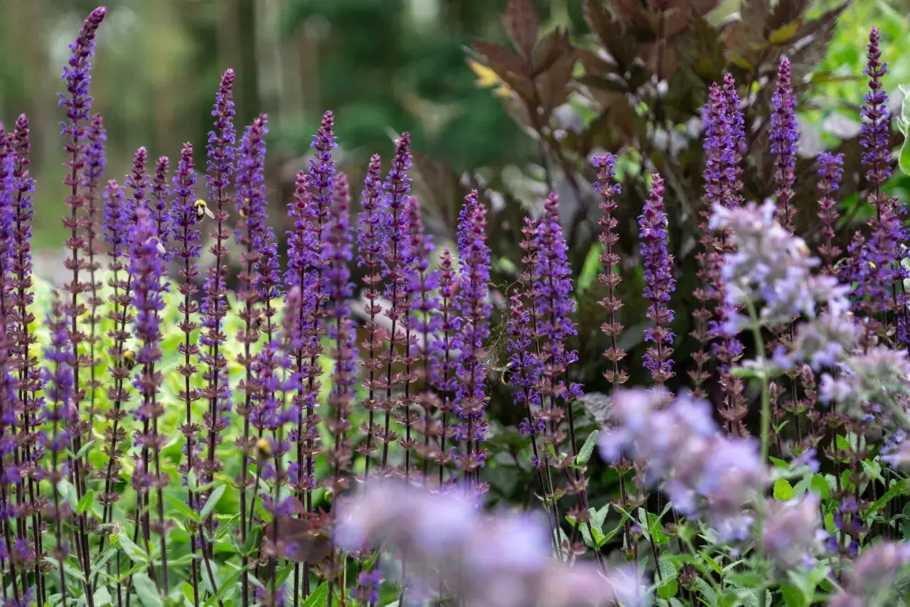 En humla besöker en blommande rabatt med lila salvia, liknande violer, som sträcker sig mot himlen.