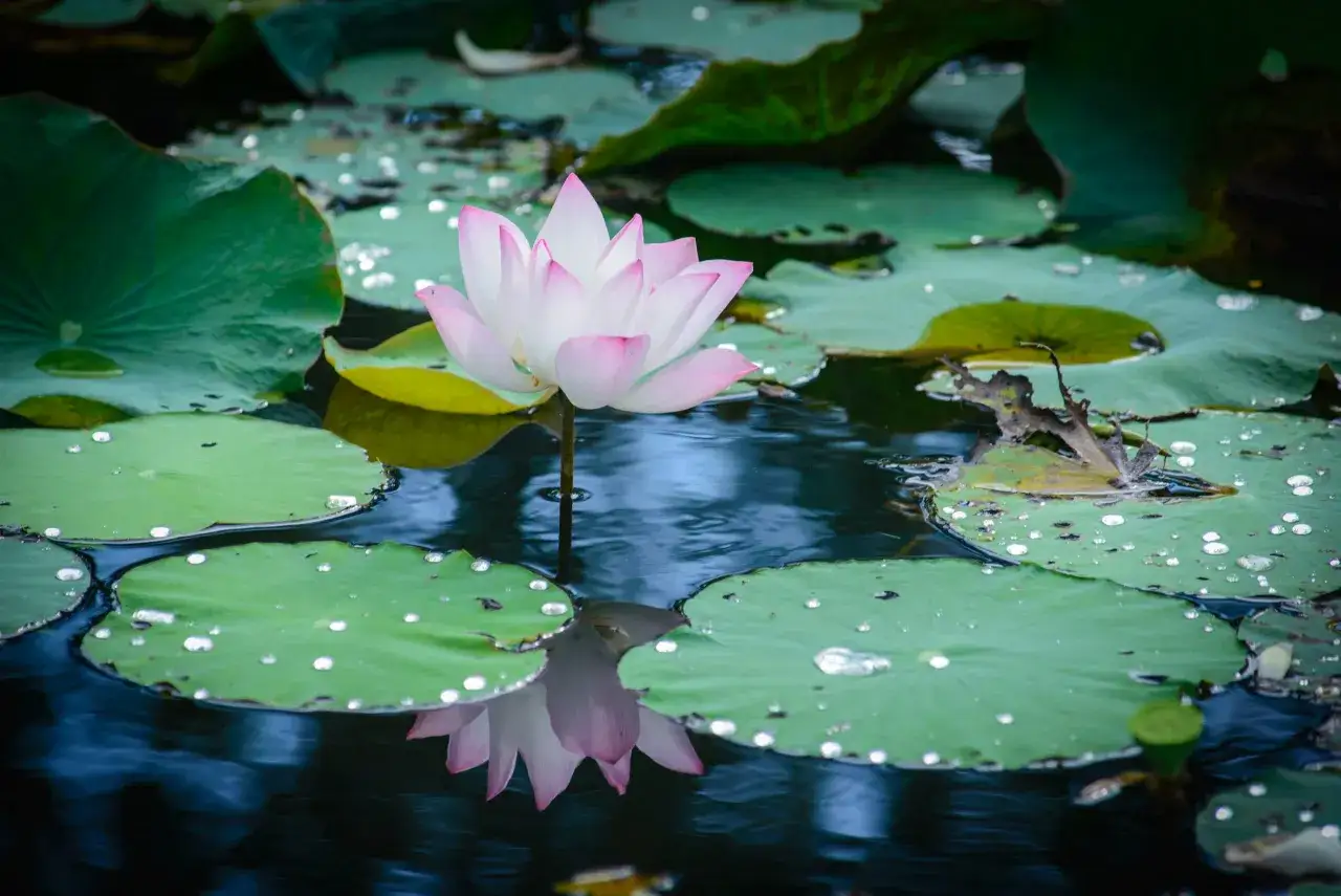 Una flor de loto rosa y blanca emerge del agua, rodeada de hojas verdes. Su belleza simboliza el amor puro y la serenidad.