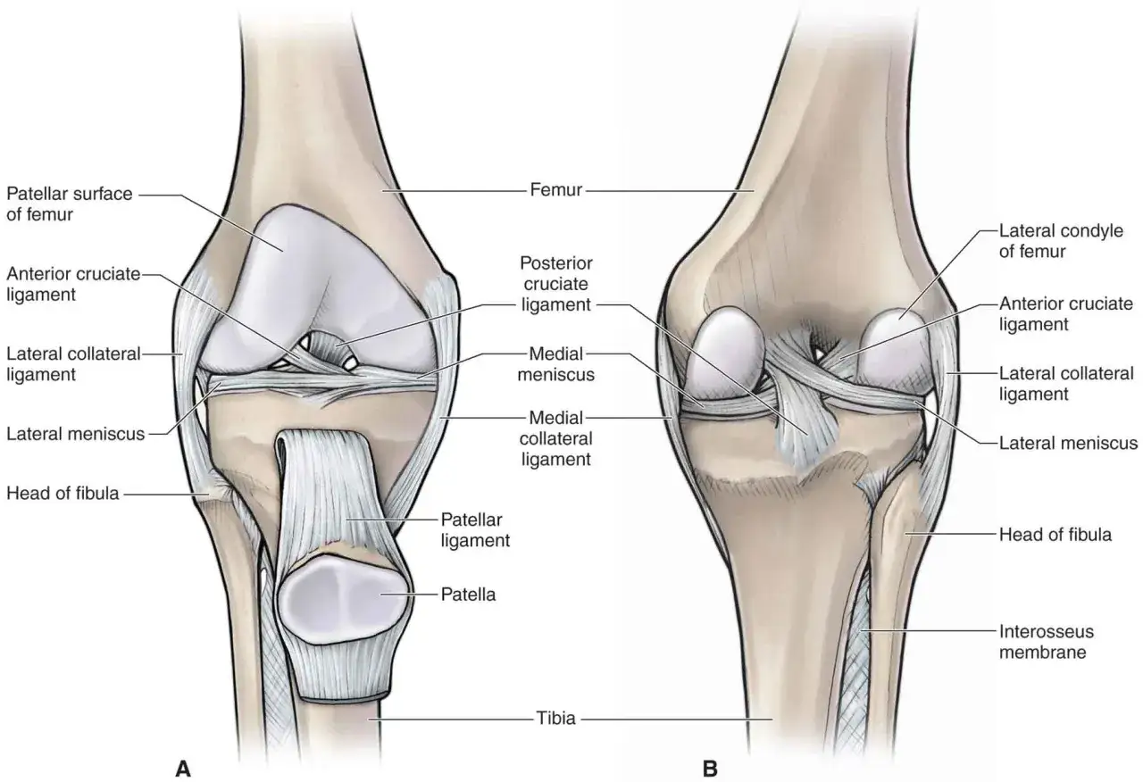 Anatomia kolana z widocznymi więzadłami, łąkotkami i kośćmi. Ilustracja pokazuje, jak może wyglądać przykurcz kolana.