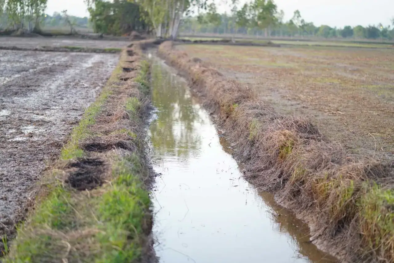 Canale di scolo in un campo fangoso, con erba e detriti ai bordi. Un esempio di come drenare efficacemente il terreno.