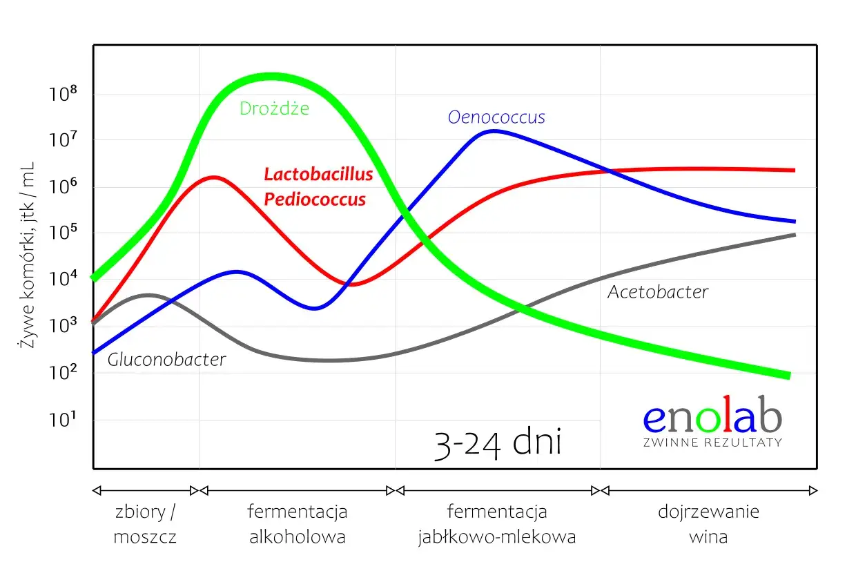 Wykres pokazuje rozwój mikroorganizmów podczas fermentacji jabłkowo-mlekowej wina. Drożdże dominują na początku, a potem Oenococcus i Lactobacillus/Pediococcus przejmują kontrolę.