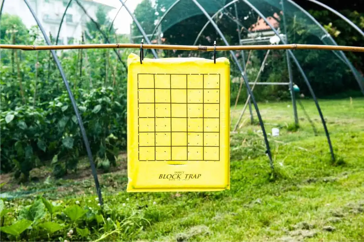 Trappola per cimici asiatiche fai da te, gialla e appiccicosa, appesa a un ramo di bambù in un orto protetto da una serra.