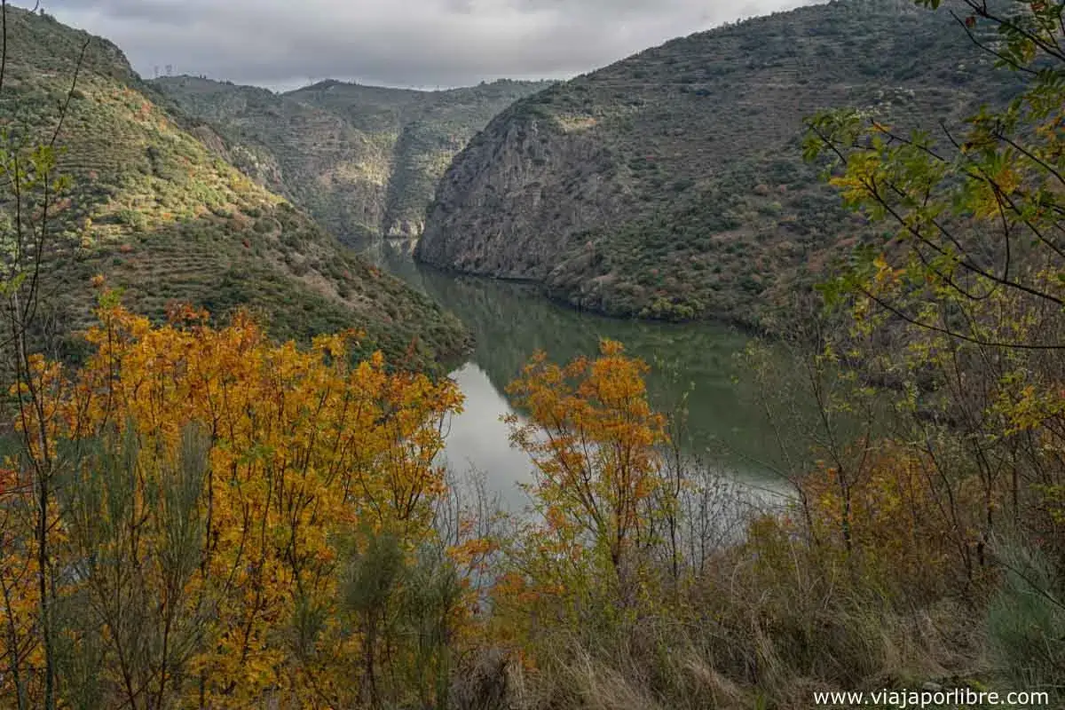Paisaje otoñal en la ruta del Duero. El río serpentea entre montañas cubiertas de vegetación y árboles con hojas doradas.