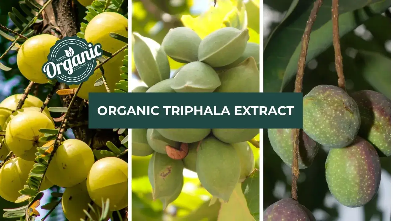 Bio Triphala Wirkung: Drei Fr&uuml;chte, die die Kraft der Natur f&uuml;r Ihr Wohlbefinden vereinen.