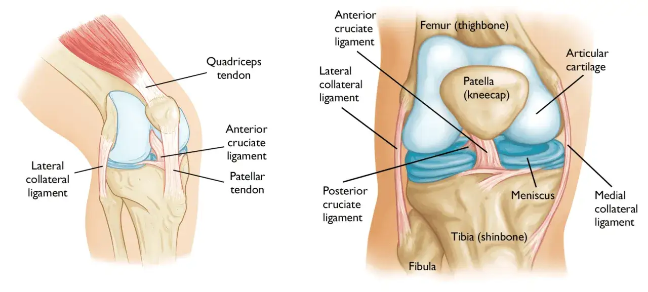 Anatomia kolana z widoczną rzepką (patella), więzadłami (w tym więzadłem krzyżowym przednim) i kośćmi.