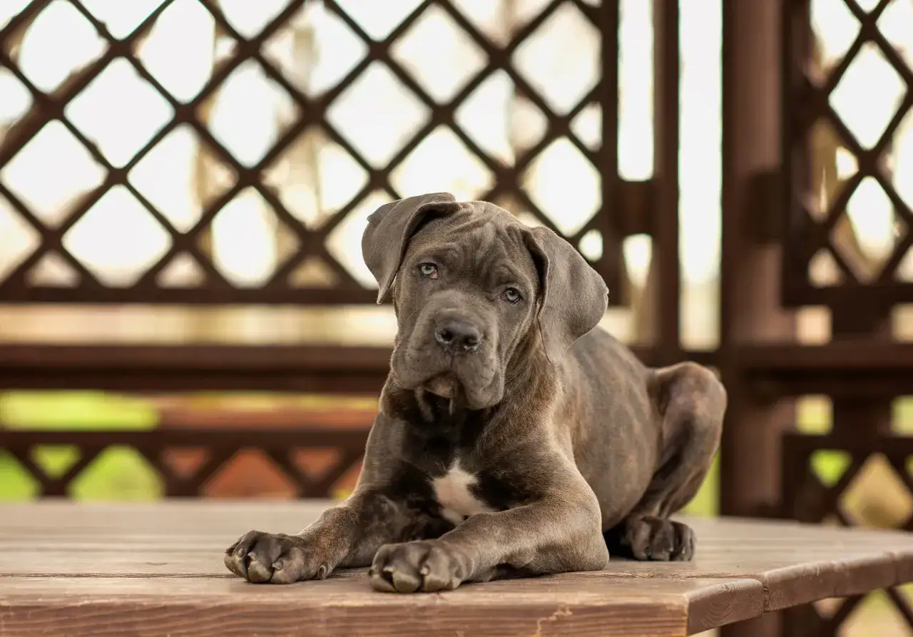 Junger Cane Corso mit ernstem Blick auf Holztisch. Informationen &uuml;ber Cane Corso Krankheiten sind wichtig f&uuml;r die Gesundheit des Hundes.
