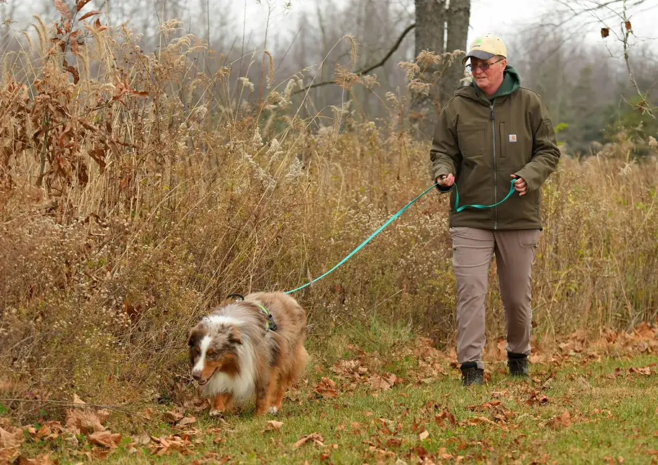 Ein Mann geht mit seinem Australian Shepherd spazieren. Der Hund zeigt seinen ausgepr&auml;gten Jagdtrieb, als er durch das hohe Gras schn&uuml;ffelt.