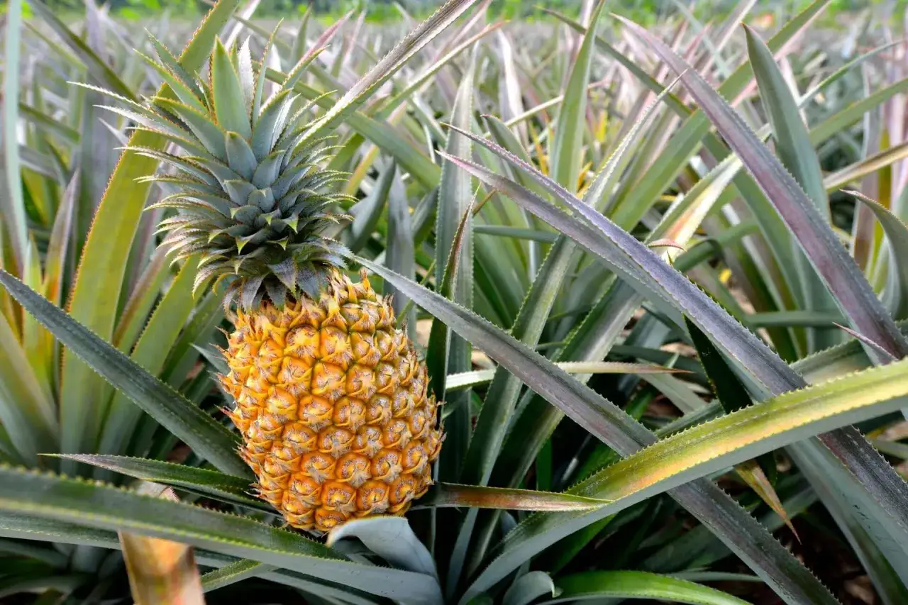 Dojrzały ananas wśród zielonych liści. Tak właśnie wygląda miejsce, gdzie rośnie ananas, na plantacji pełnej tych tropikalnych owoców.