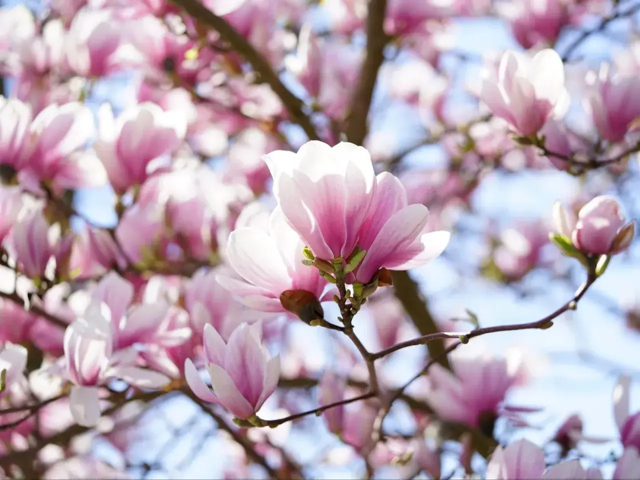 Delikatne, różowe kwiaty magnolii rozkwitają na tle błękitnego nieba. Czego nie lubi magnolia? Zbyt ostrego słońca, które może przypalić jej delikatne płatki.