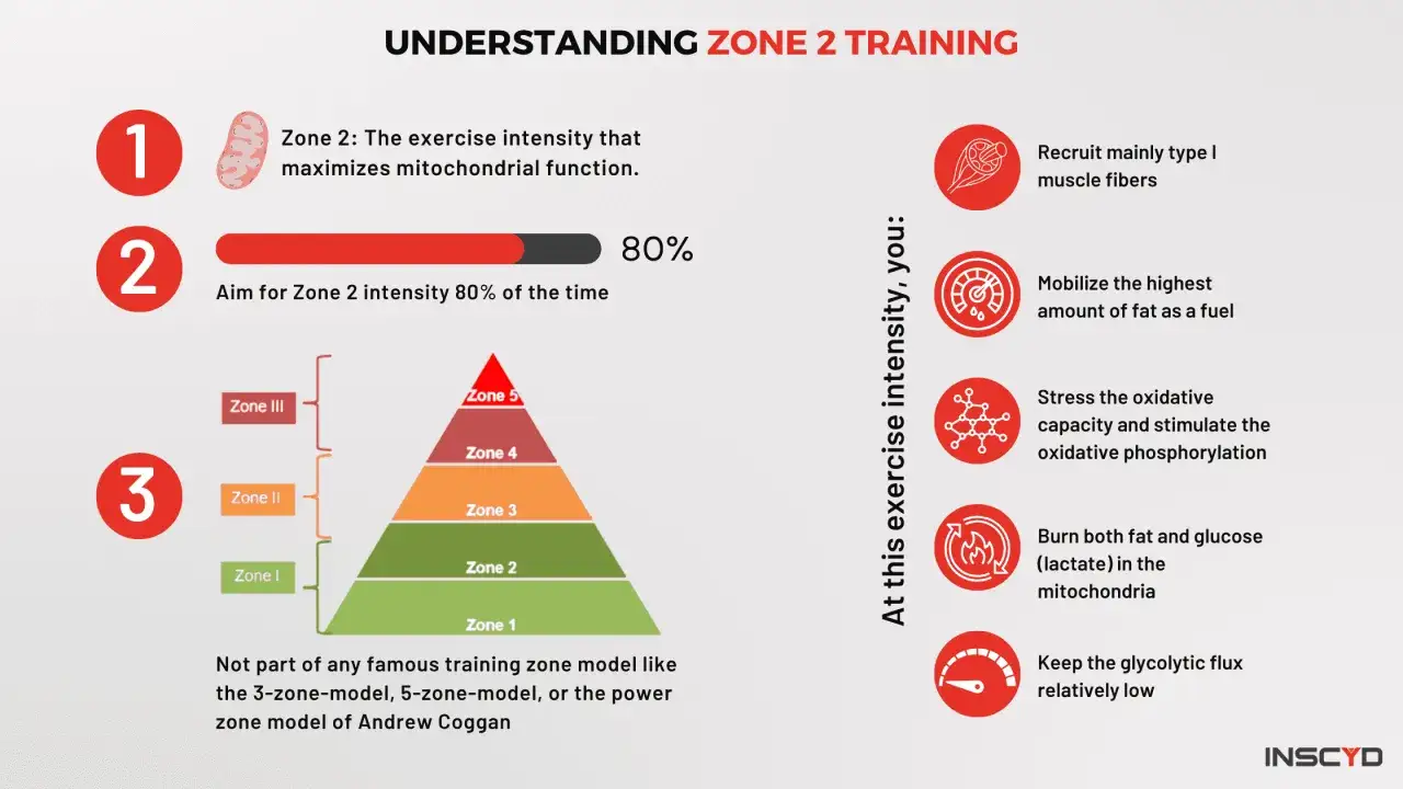 Zone 2 Training: Maximiert Mitochondrienfunktion, nutzt Fett als Treibstoff & rekrutiert Typ-I-Muskelfasern. Ziel: 80% der Zeit in Zone 2 trainieren.