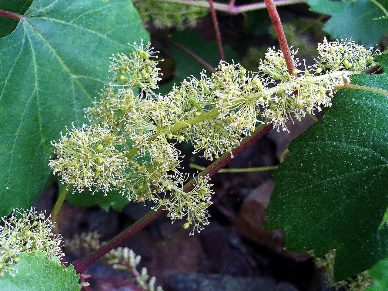 Zarte, cremefarbene Bl&uuml;tenrispen der Vitis sylvestris entfalten sich vor dunkelgr&uuml;nen Bl&auml;ttern.