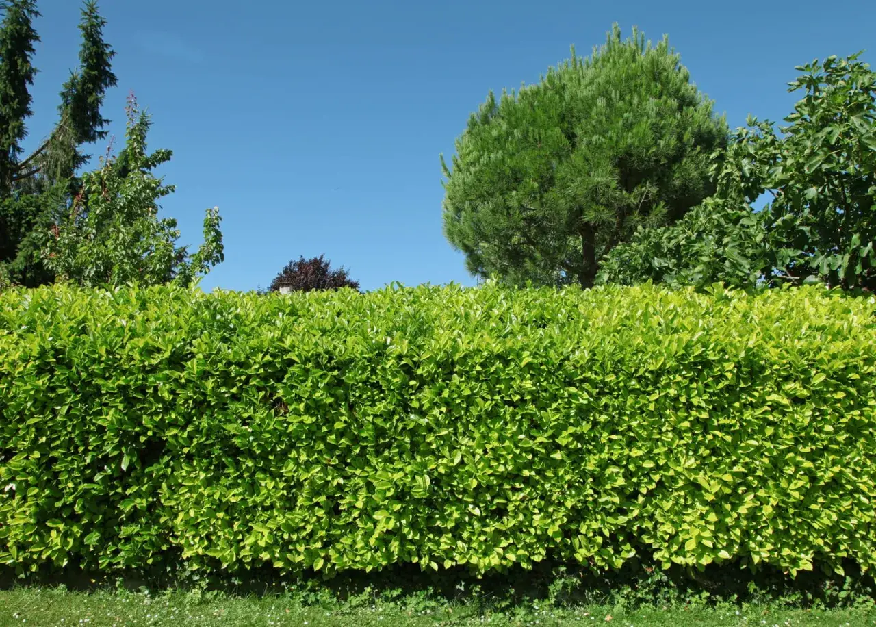 Une haie qui pousse vite sans entretien, d'un vert éclatant, masque le jardin. Le ciel bleu azur domine.