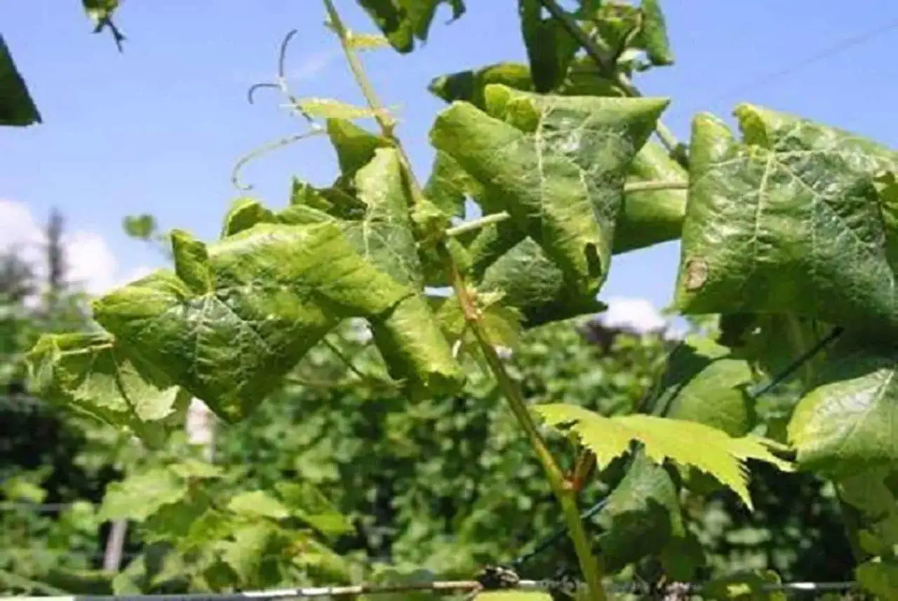 Foglie di vite accartocciate e ingiallite, sintomo della flavescenza dorata della vite.