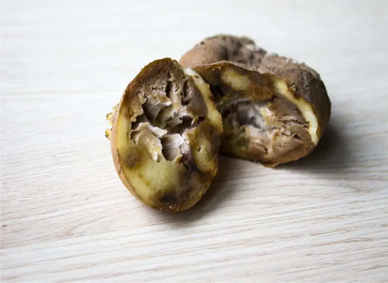 Patate tagliate a met&agrave;, mostrano l'interno marcio e cavo, sintomo di gravi malattie patate.