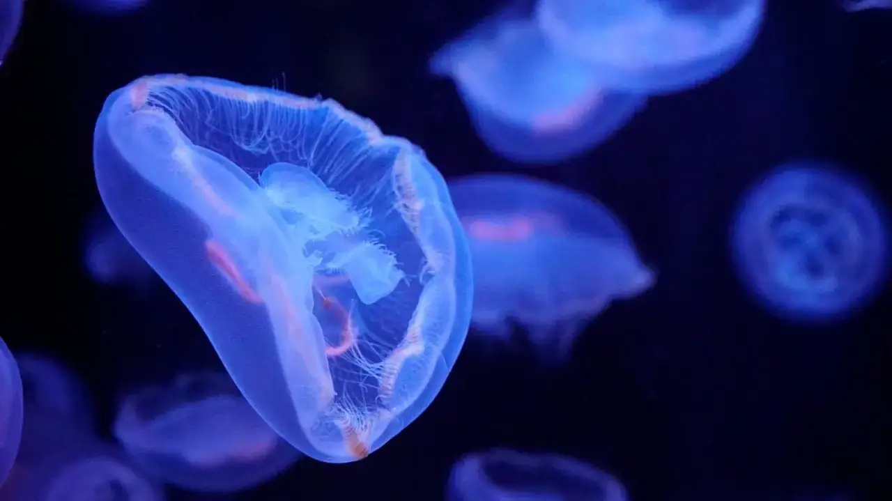 M&eacute;duses bleut&eacute;es flottant dans l'obscurit&eacute;, une sc&egrave;ne magique du grand aquarium de Paris.