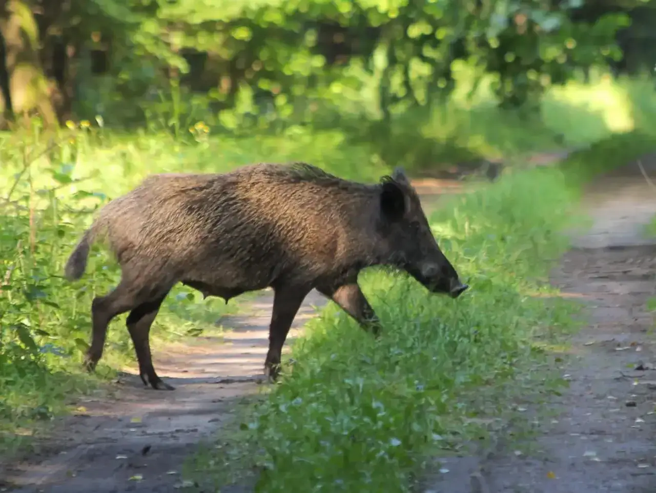 Dziki, czyli dzikie świnie, przemierzają leśną ścieżkę. Ich ciemne futro kontrastuje z zielenią traw i drzew.