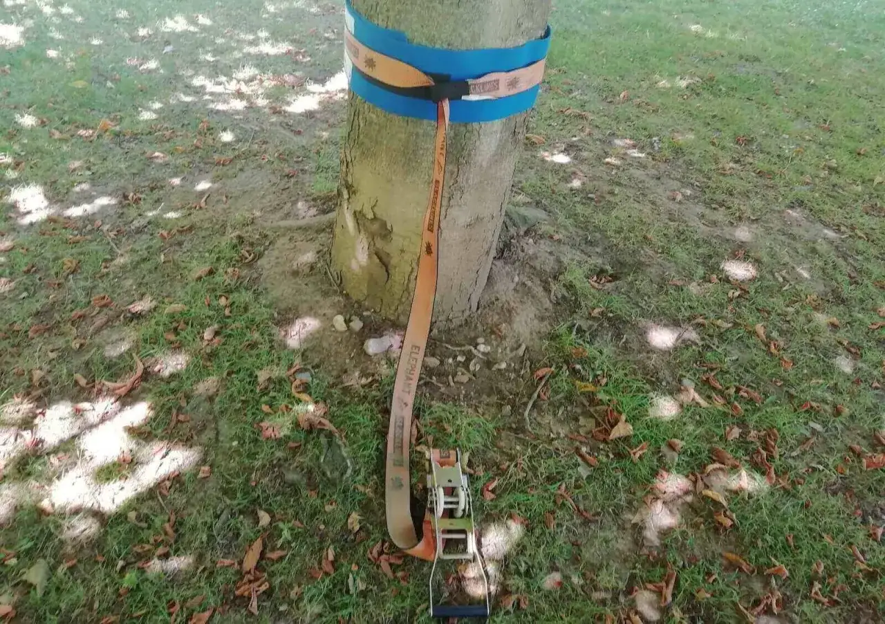 Baum mit blauer und orangefarbener Slackline-Befestigung, bereit zum Spannen.