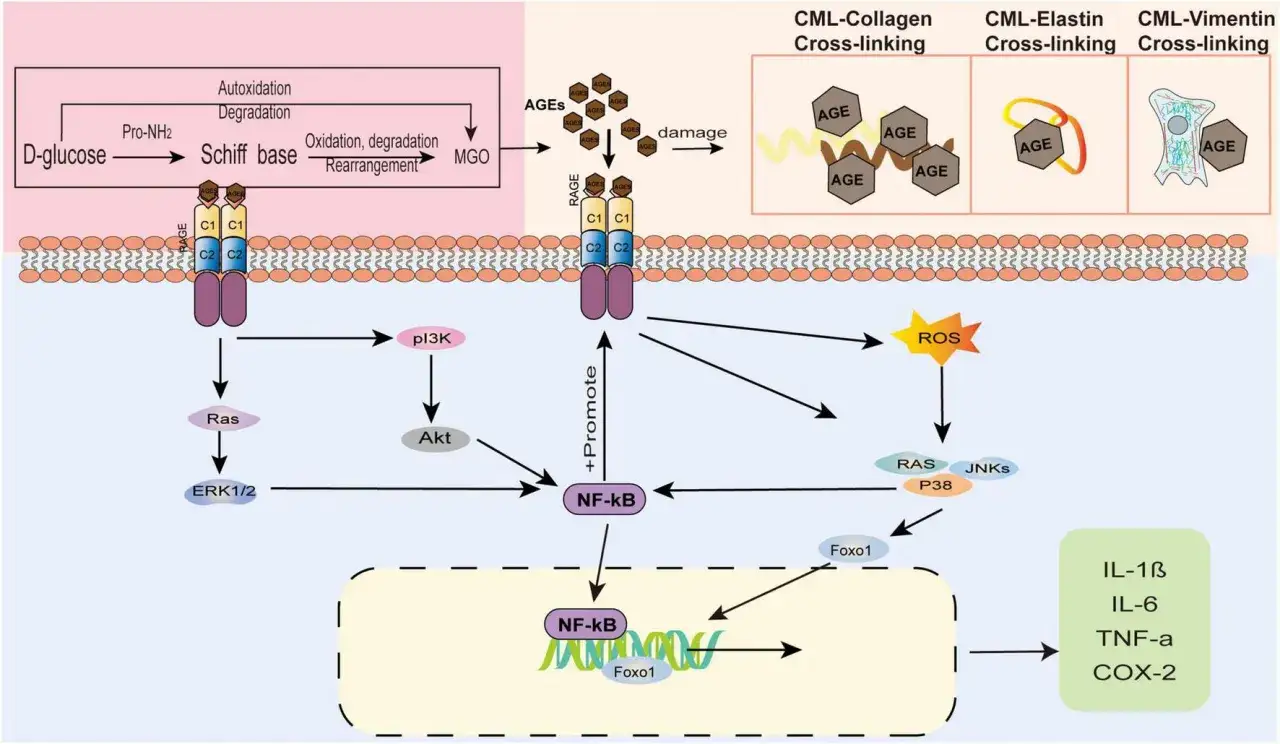 Schema zeigt D-Glucose-Reaktion zu AGEs, die zur verzuckerung der haut f&uuml;hren und Entz&uuml;ndungen f&ouml;rdern.