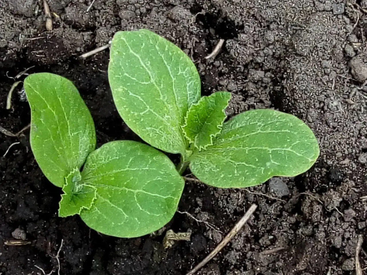 Jeunes pousses de plant de potiron, trois feuilles vertes émergent de la terre sombre.