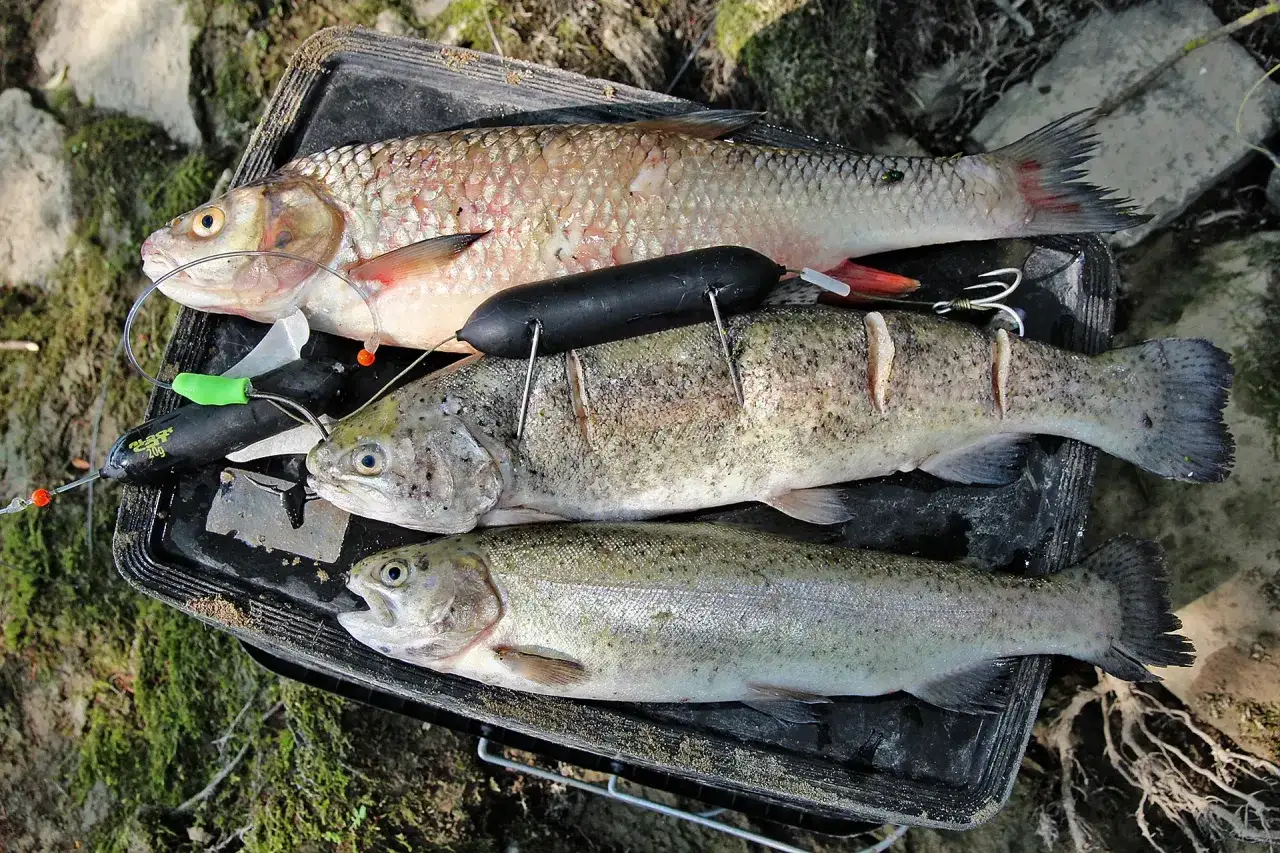 Erfolgreiches Wels angeln auf Grund: Drei Fische, darunter Forellen und ein Rapfen, liegen auf einem Fangkorb.