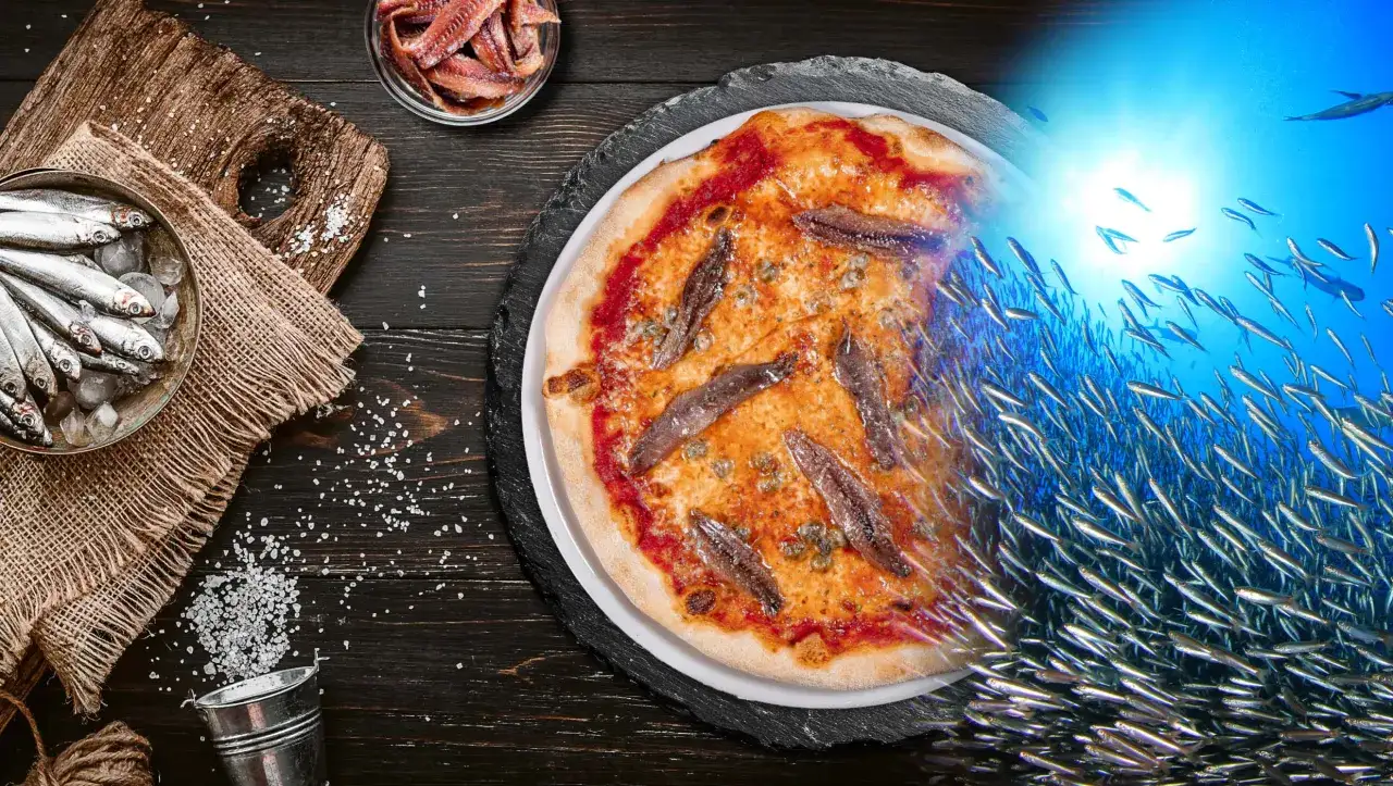 Pizza mit Sardellen, frische Sardinen und ein Schwarm Fische im Meer – so entstehen die leckeren Sardellen.