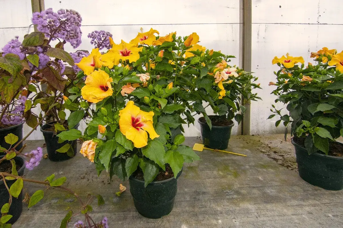 Des hibiscus jaunes éclatants, symboles de rusticité, côtoient des fleurs violettes dans un décor de serre.