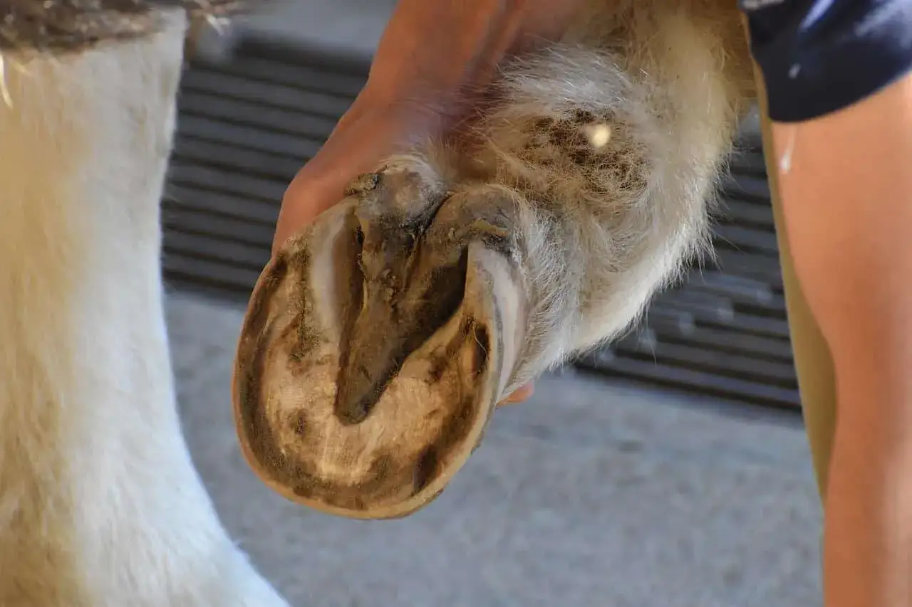 Gros plan sur un sabot de cheval, montrant le sole cheval qui s'effrite. Une main le tient pour examen.