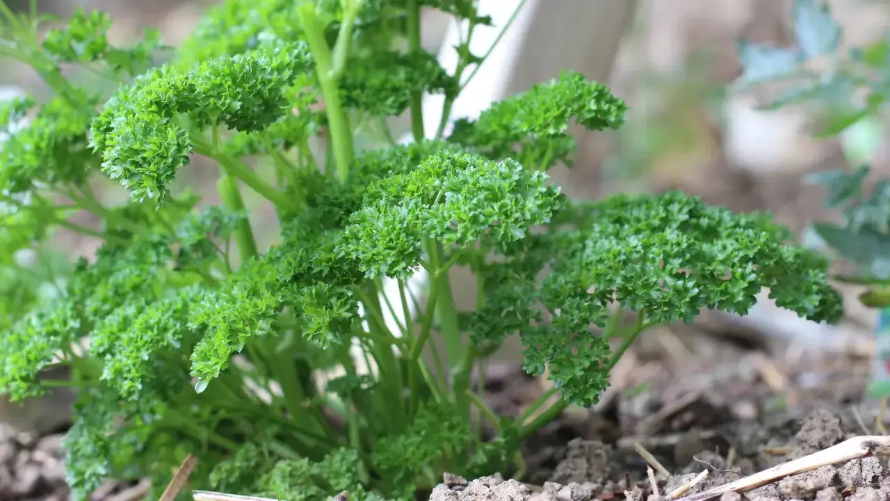Frisch gewachsene Petersilie im Garten. Die krause Petersilie ist bereit zum Ernten und Verfeinern von Speisen.