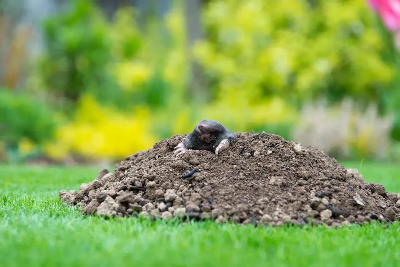 Ein Maulwurf kommt aus seinem Hügel im Tageslicht. Seine Pfoten sind zu sehen, während er aus der Erde lugt.