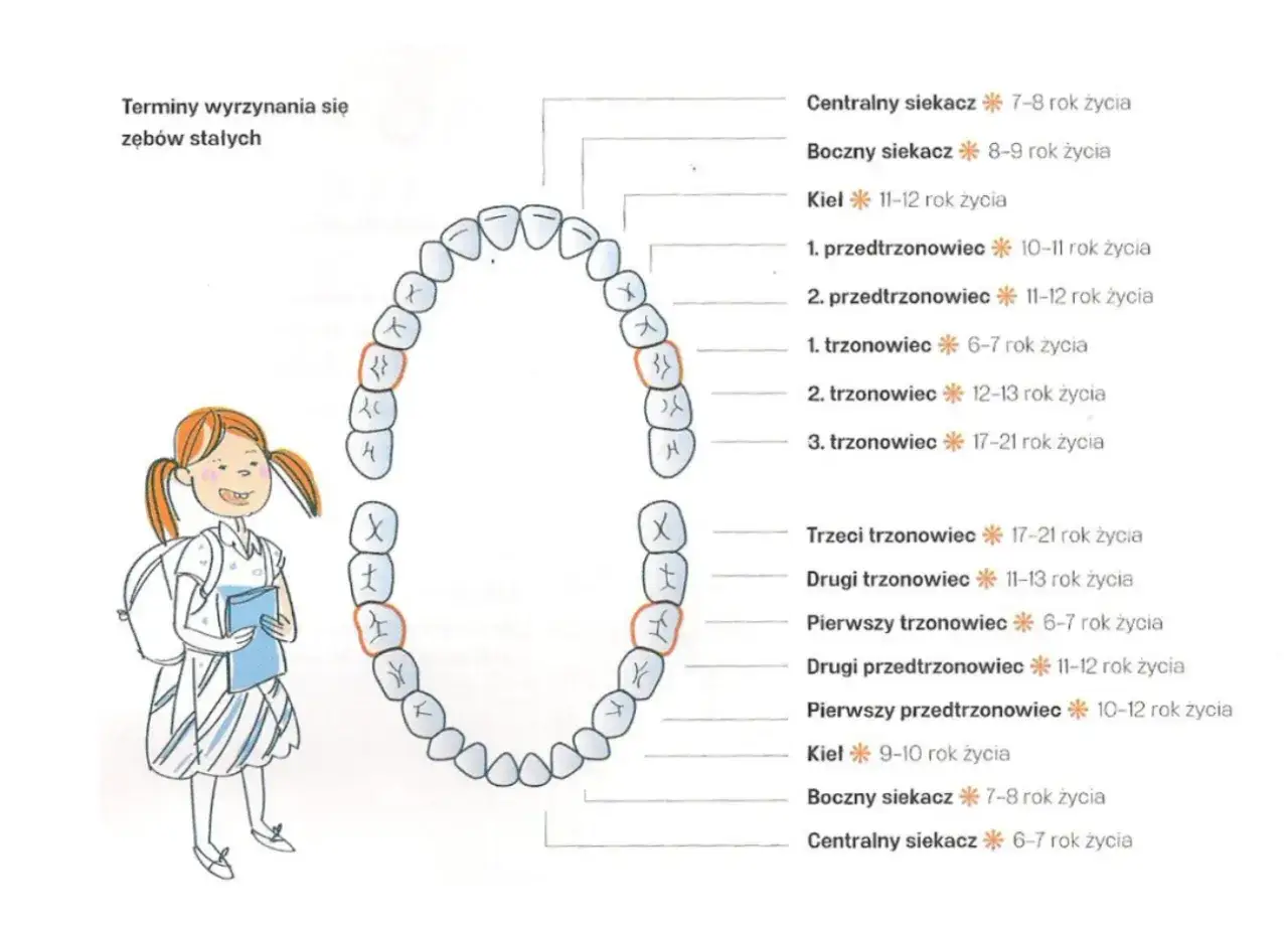 Kalendarz wyrzynania zębów stałych u dzieci grafika