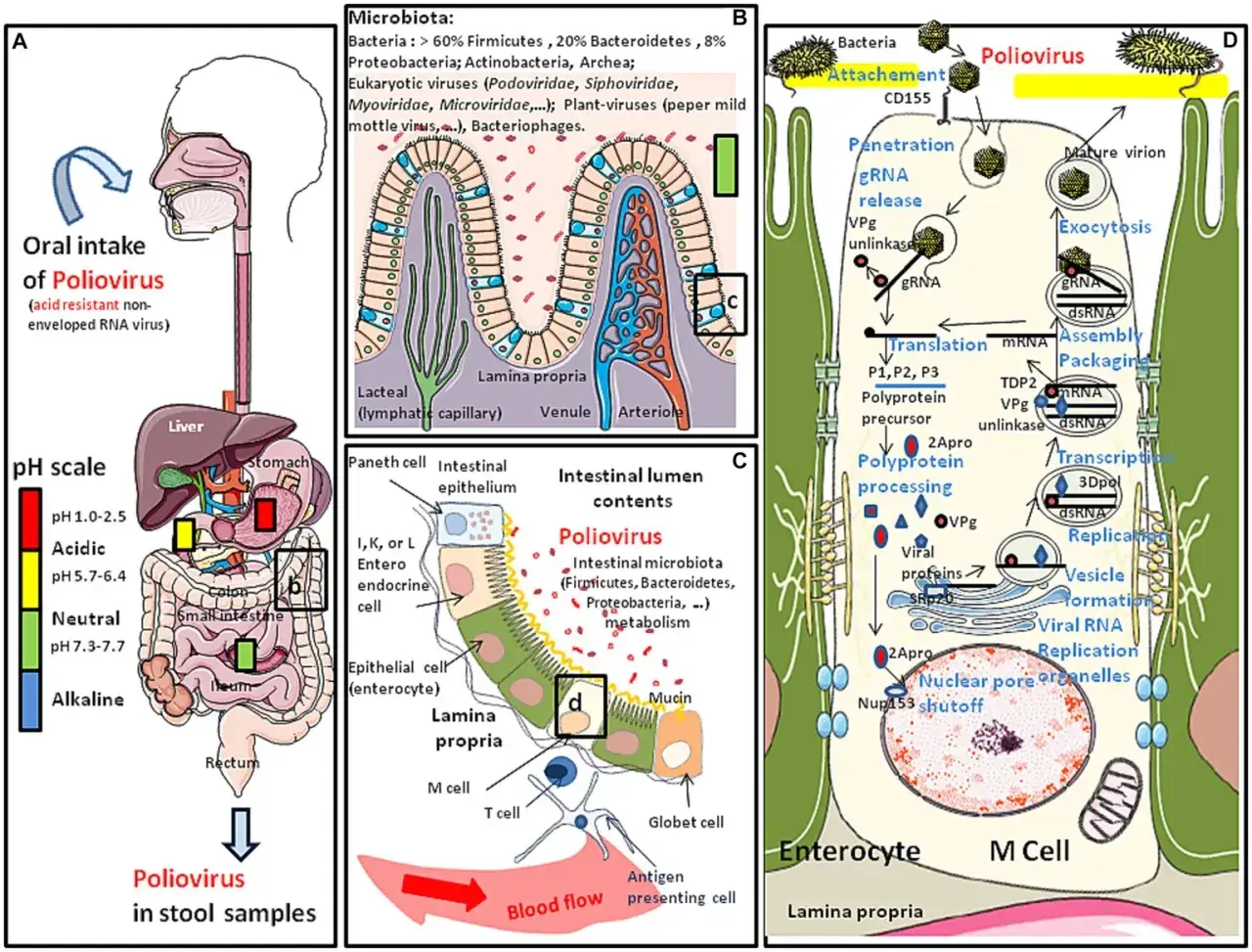 Il diagramma illustra come il poliomielite entra nel corpo, si replica nelle cellule intestinali e cosa &egrave; il poliomielite.