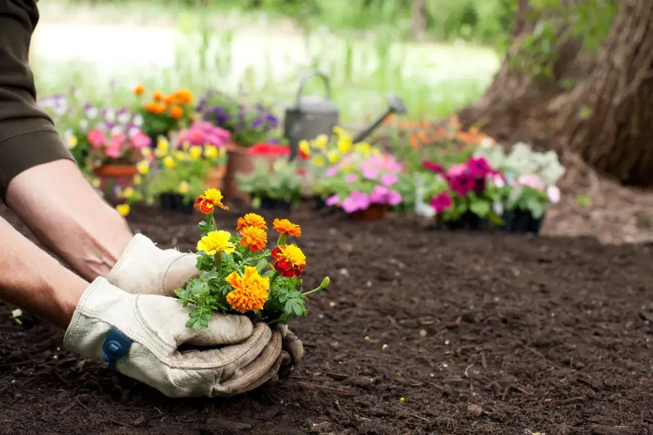 Händer i handskar planterar en bukett med gula och orange blommor i den leriga jorden. Bakom syns fler blommor och en vattenkanna.