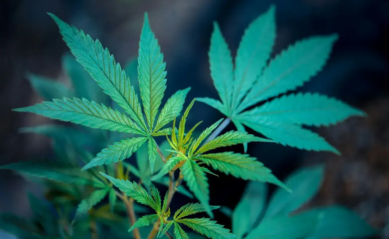 Gr&uuml;ne Cannabisbl&auml;tter im Nahaufnahme, die auf eine gesunde canopy growth prognose 2030 hindeuten.
